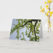 Kijkend naar de Populaire boom van de Lente Kaart (Gele Bloem)