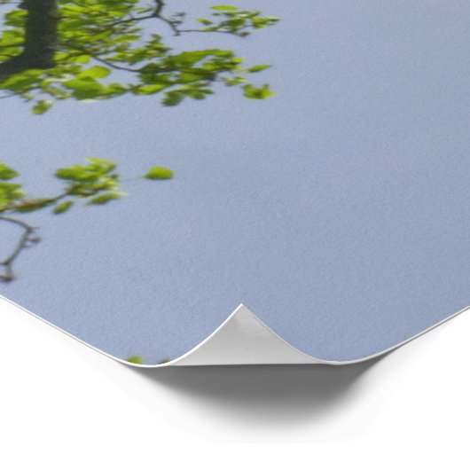 Kijkend naar de Populaire boom van de Lente Poster (Hoek)