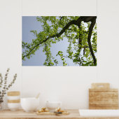 Kijkend naar de Populaire boom van de Lente Poster (Keuken)