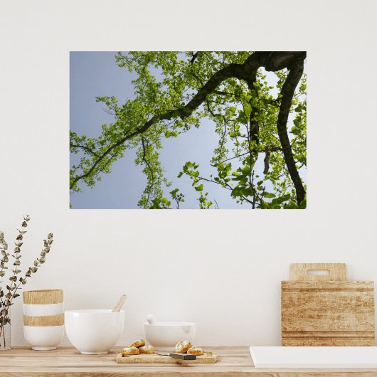 Kijkend naar de Populaire boom van de Lente Poster (Keuken)