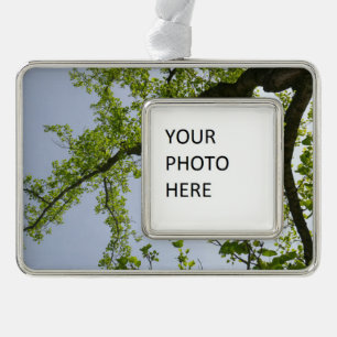 Kijkend naar de Populaire boom van de Lente Verzilverd Omlijst Ornament