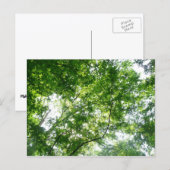 Kijkend omhoog naar de Bomen van de Zomer Briefkaart (Voorkant / Achterkant)