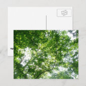 Kijkend omhoog naar de Bomen van de Zomer Briefkaart (Voorkant / Achterkant)