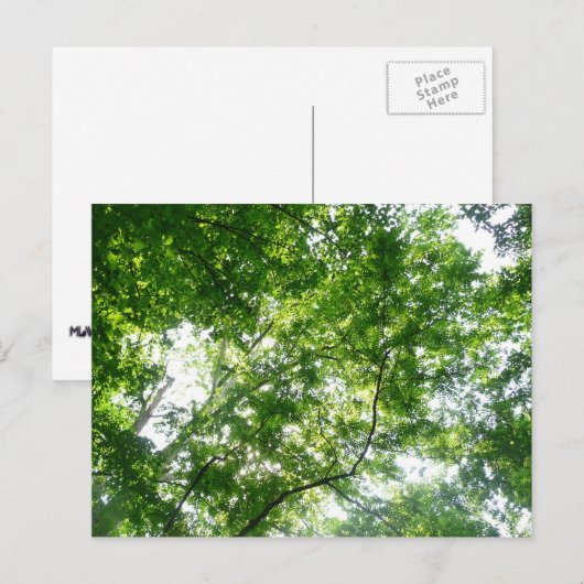 Kijkend omhoog naar de Bomen van de Zomer Briefkaart (Voorkant / Achterkant)