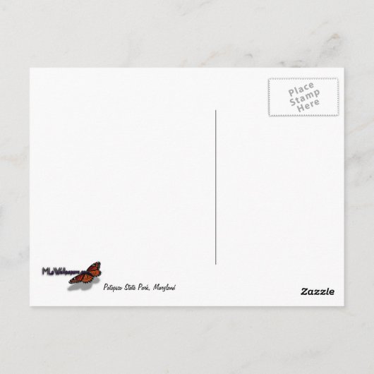 Kijkend omhoog naar de Bomen van de Zomer Briefkaart (Achterkant)