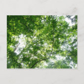 Kijkend omhoog naar de Bomen van de Zomer Briefkaart (Voorkant)