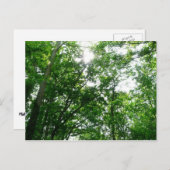 Kijkend omhoog naar de Bomen van de Zomer Briefkaart (Voorkant / Achterkant)