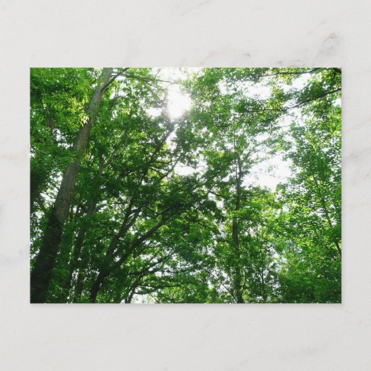 Kijkend omhoog naar de Bomen van de Zomer Briefkaart (Voorkant)