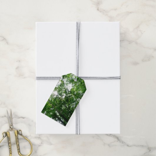 Kijkend omhoog naar de Bomen van de Zomer Cadeaulabel (Met Touw)