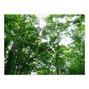 Kijkend omhoog naar de Bomen van de Zomer Foto Afdruk