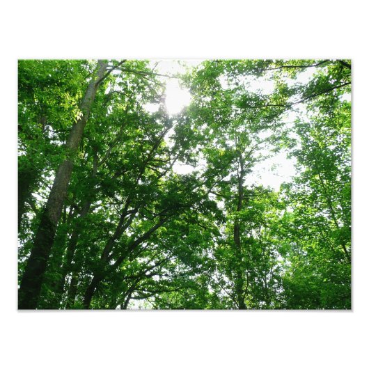 Kijkend omhoog naar de Bomen van de Zomer Foto Afdruk (Voorkant)