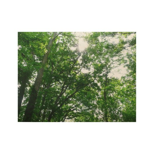 Kijkend omhoog naar de Bomen van de Zomer Houten Poster (Voorkant)