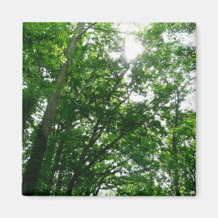 Kijkend omhoog naar de Bomen van de Zomer Magneet
