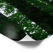 Kijkend omhoog naar de Bomen van de Zomer Poster (Hoek)