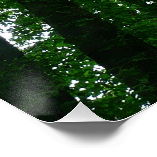 Kijkend omhoog naar de Bomen van de Zomer Poster (Hoek)