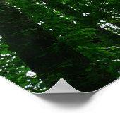 Kijkend omhoog naar de Bomen van de Zomer Poster (Hoek)