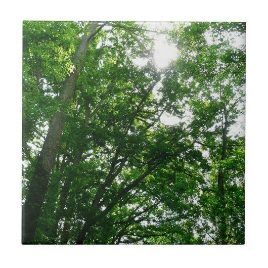 Kijkend omhoog naar de Bomen van de Zomer Tegeltje (Voorkant)