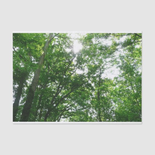 Kijkend omhoog naar de Bomen van de Zomer Tissuepapier (Voorkant)