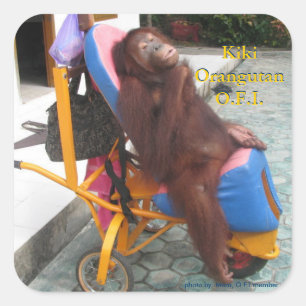 KiKi Orangutan in haar rolstoel Vierkante Sticker
