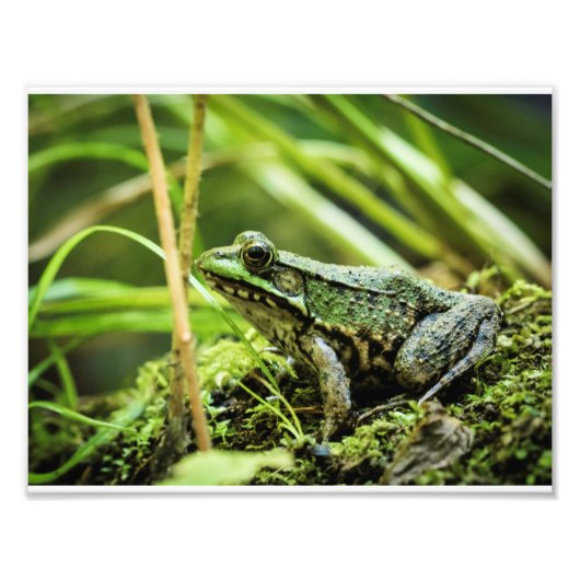 Kikker 01 foto afdruk (Voorkant)