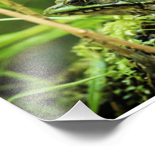 Kikker 01 foto afdruk (Hoek)