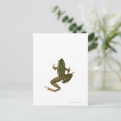 Kikker 2 briefkaart (Staand voorkant)