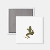 Kikker 2 magneet (Voorkant / Achterkant)