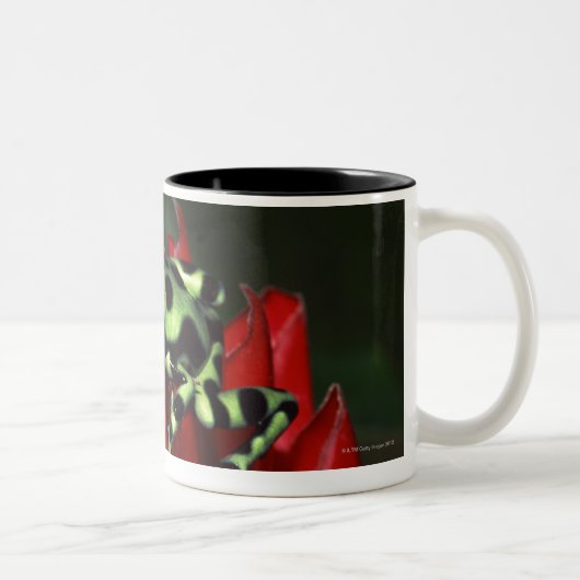 Kikker 2 tweekleurige koffiemok (Rechts)