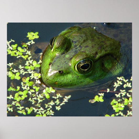 Kikker afdrukken poster (Voorkant)