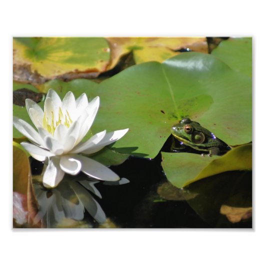 Kikker Bewonder Water Lily Lotus Flower 8x10 Natuu Foto Afdruk (Voorkant)