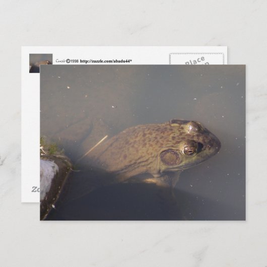 kikker briefkaart (Voorkant / Achterkant)