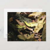 Kikker Briefkaart (Voorkant / Achterkant)