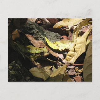 Kikker Briefkaart