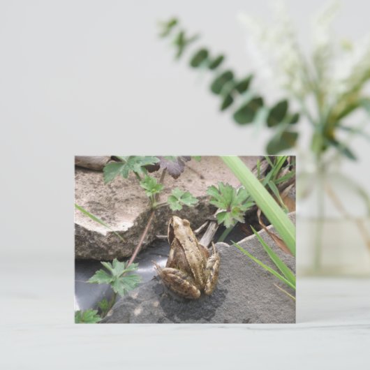 Kikker Briefkaart (Staand voorkant)