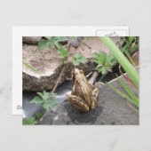 Kikker Briefkaart (Voorkant / Achterkant)