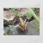 Kikker Briefkaart (Voorkant)