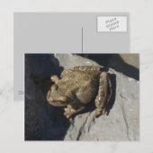 Kikker briefkaart (Voorkant / Achterkant)