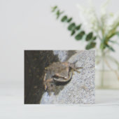 Kikker briefkaart (Staand voorkant)