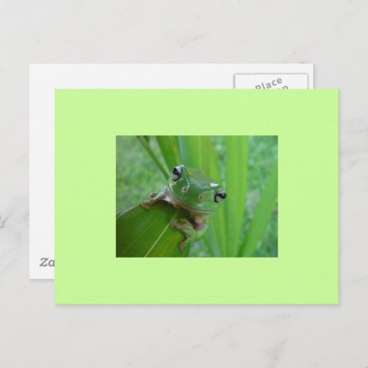 Kikker Briefkaart (Voorkant / Achterkant)