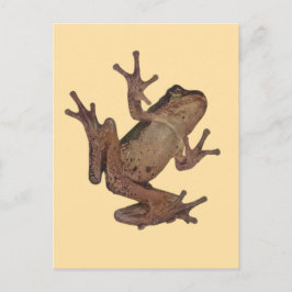 kikker briefkaart