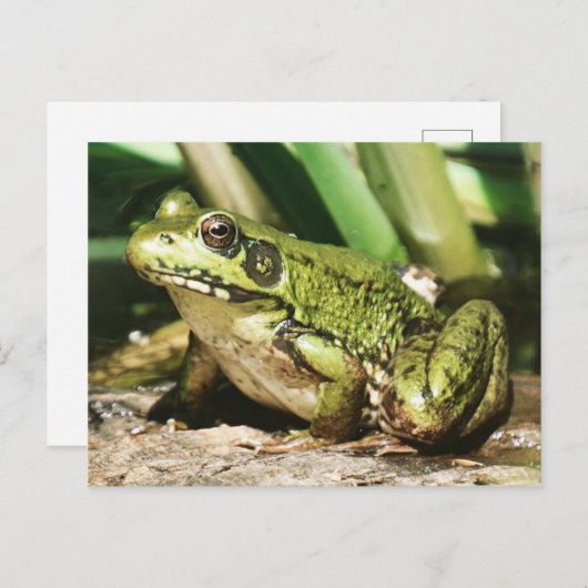 Kikker briefkaart (Voorkant / Achterkant)