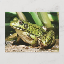 Kikker briefkaart
