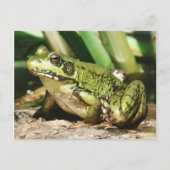 Kikker briefkaart (Voorkant)