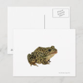 Kikker Briefkaart (Voorkant / Achterkant)