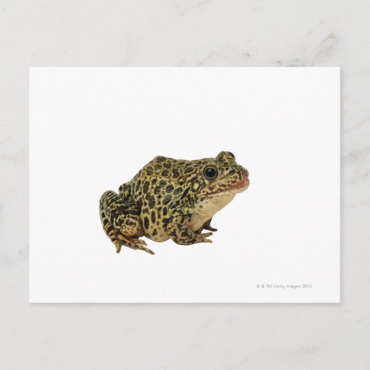 Kikker Briefkaart (Voorkant)