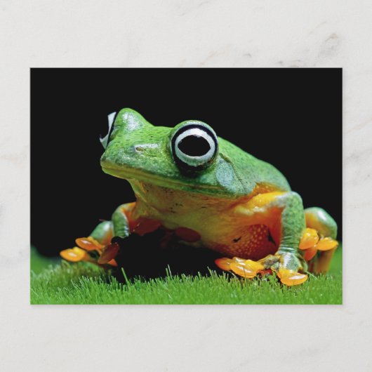 Kikker Briefkaart (Voorkant)