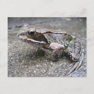 Kikker Briefkaart