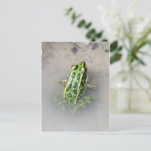 Kikker/Briefkaart Briefkaart (Staand voorkant)