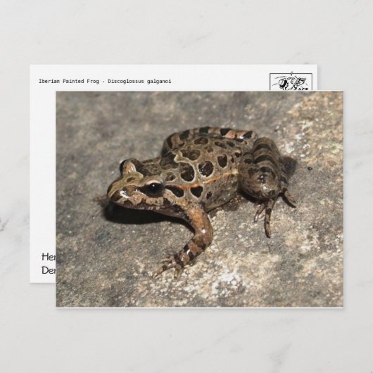 Kikker/Briefkaart Briefkaart (Voorkant / Achterkant)