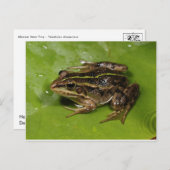 Kikker/Briefkaart Briefkaart (Voorkant / Achterkant)